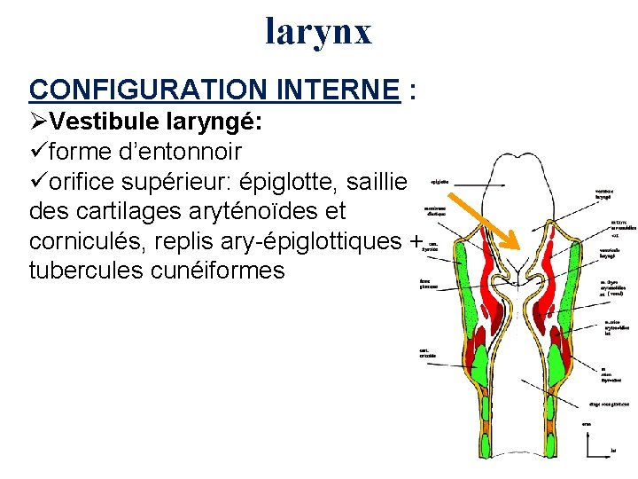 larynx CONFIGURATION INTERNE : ØVestibule laryngé: üforme d’entonnoir üorifice supérieur: épiglotte, saillie des cartilages