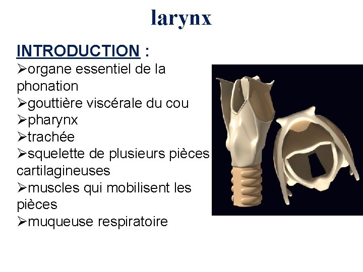 larynx INTRODUCTION : Øorgane essentiel de la phonation Øgouttière viscérale du cou Øpharynx Øtrachée