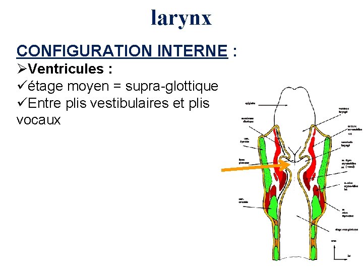 larynx CONFIGURATION INTERNE : ØVentricules : üétage moyen = supra-glottique üEntre plis vestibulaires et