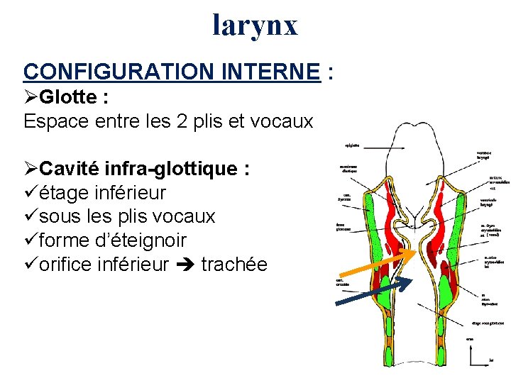 larynx CONFIGURATION INTERNE : ØGlotte : Espace entre les 2 plis et vocaux ØCavité