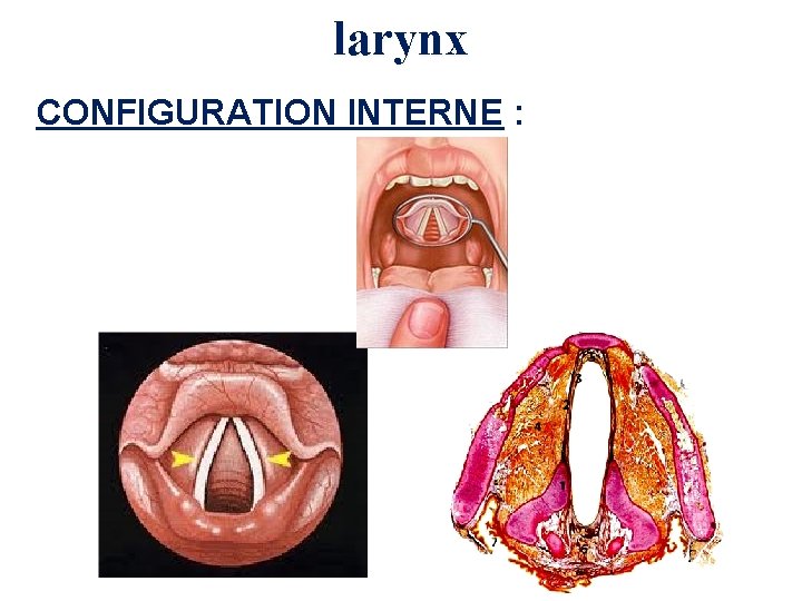 larynx CONFIGURATION INTERNE : 