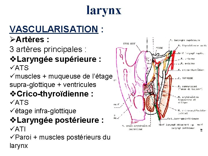 larynx VASCULARISATION : ØArtères : 3 artères principales : v. Laryngée supérieure : üATS