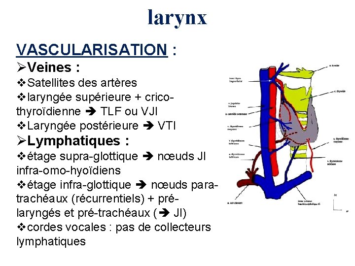 larynx VASCULARISATION : ØVeines : v. Satellites des artères vlaryngée supérieure + cricothyroïdienne TLF