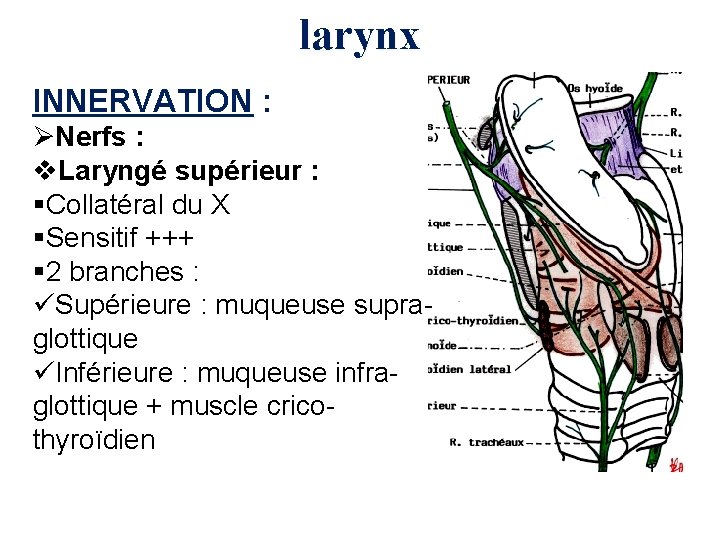 larynx INNERVATION : ØNerfs : v. Laryngé supérieur : §Collatéral du X §Sensitif +++