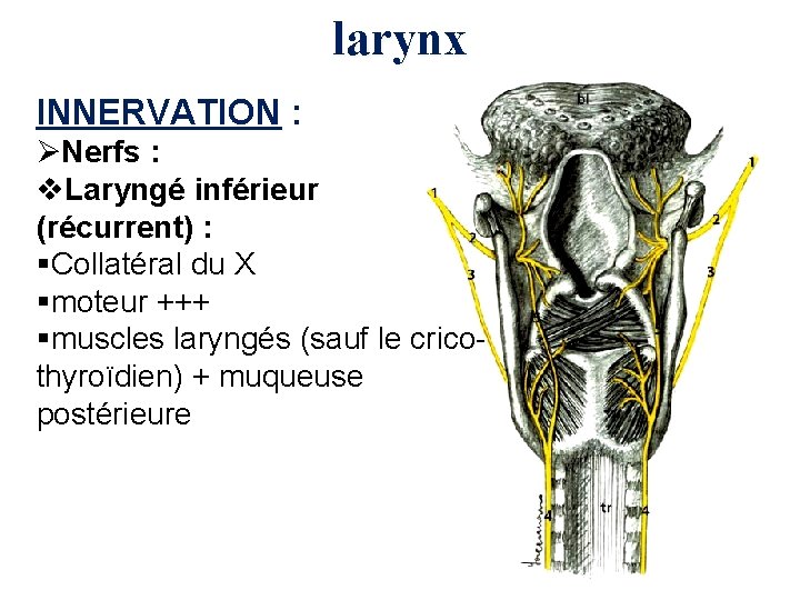larynx INNERVATION : ØNerfs : v. Laryngé inférieur (récurrent) : §Collatéral du X §moteur