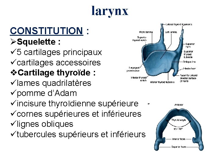 larynx CONSTITUTION : ØSquelette : ü 5 cartilages principaux ücartilages accessoires v. Cartilage thyroïde