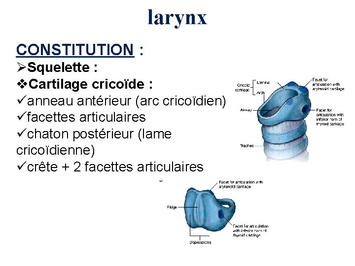 larynx CONSTITUTION : ØSquelette : v. Cartilage cricoïde : üanneau antérieur (arc cricoïdien) üfacettes