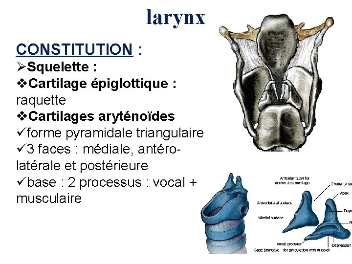 larynx CONSTITUTION : ØSquelette : v. Cartilage épiglottique : raquette v. Cartilages aryténoïdes üforme
