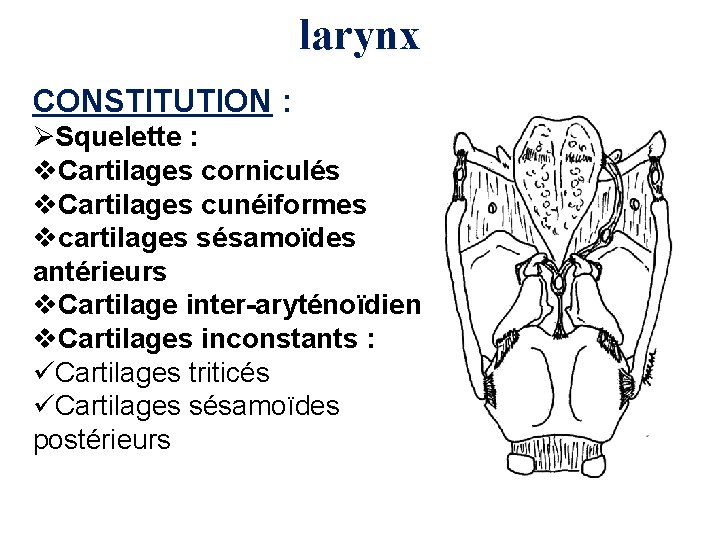 larynx CONSTITUTION : ØSquelette : v. Cartilages corniculés v. Cartilages cunéiformes vcartilages sésamoïdes antérieurs