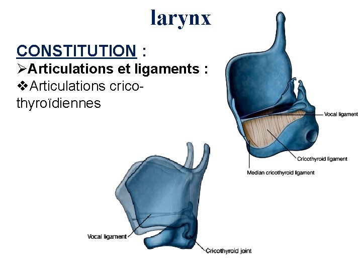 larynx CONSTITUTION : ØArticulations et ligaments : v. Articulations cricothyroïdiennes 