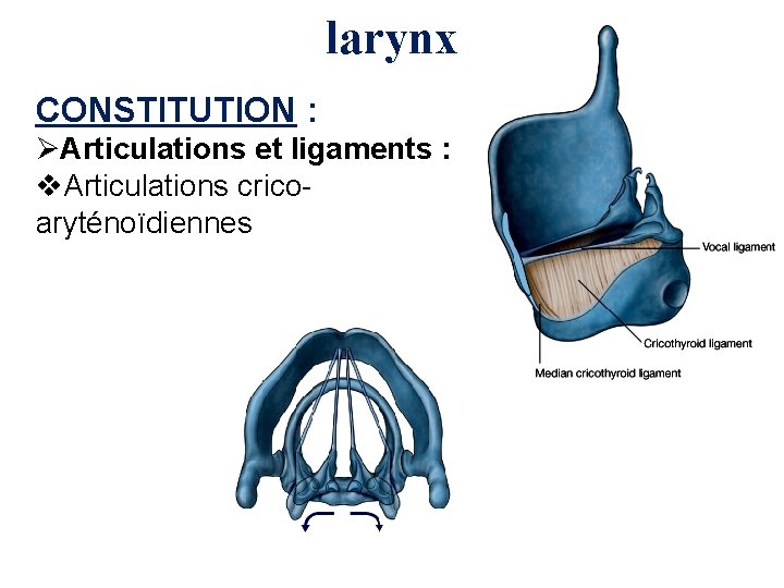 larynx CONSTITUTION : ØArticulations et ligaments : v. Articulations cricoaryténoïdiennes 