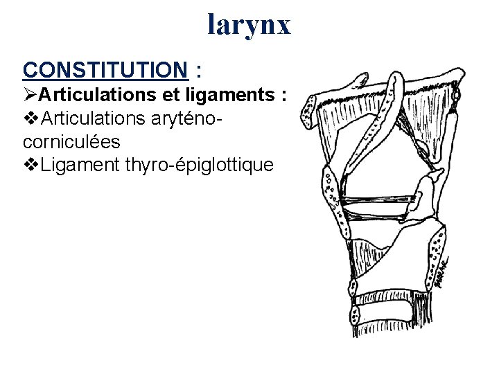 larynx CONSTITUTION : ØArticulations et ligaments : v. Articulations aryténocorniculées v. Ligament thyro-épiglottique 
