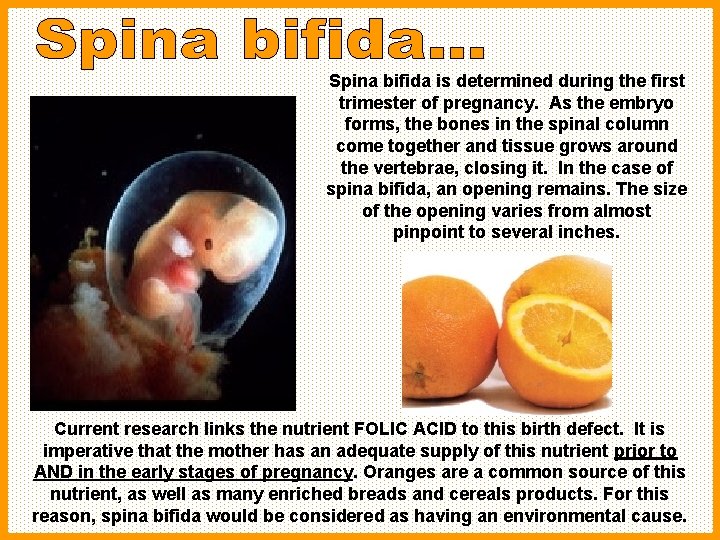 Spina bifida is determined during the first trimester of pregnancy. As the embryo forms,