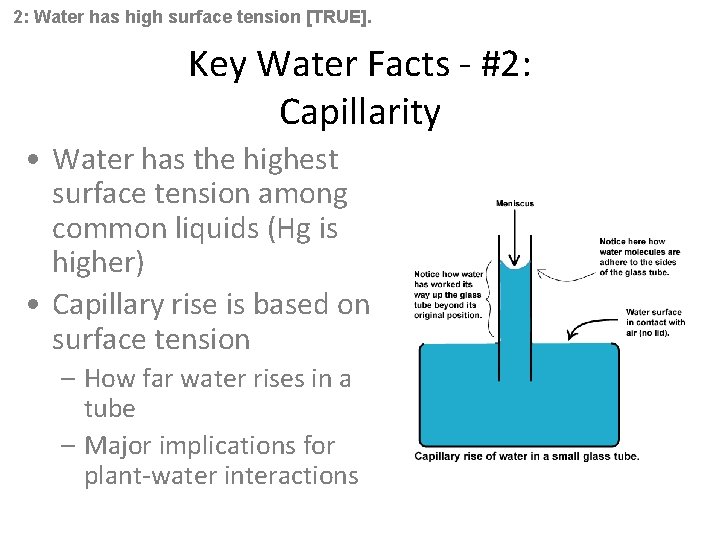 2: Water has high surface tension [TRUE]. Key Water Facts - #2: Capillarity •
