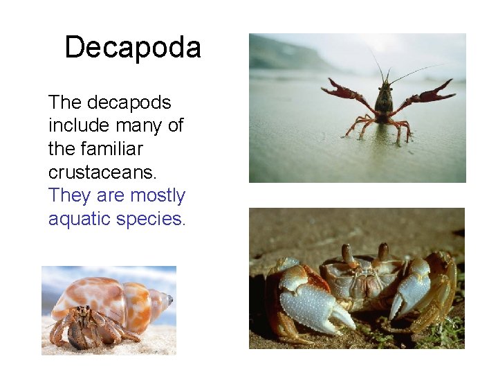 Decapoda The decapods include many of the familiar crustaceans. They are mostly aquatic species.