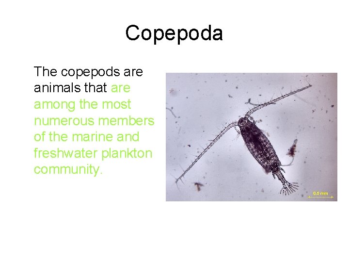 Copepoda The copepods are animals that are among the most numerous members of the