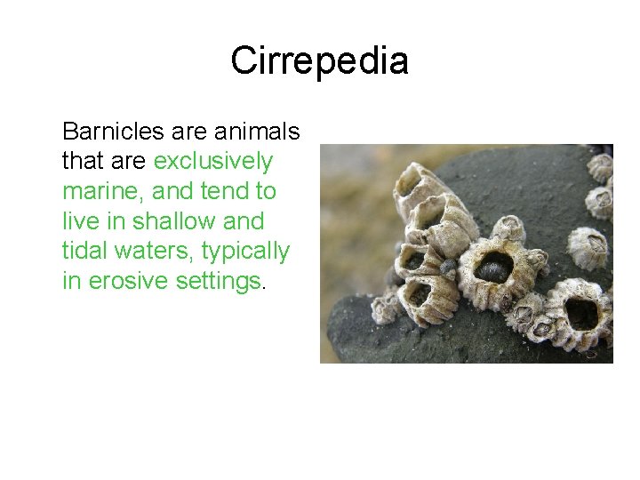 Cirrepedia Barnicles are animals that are exclusively marine, and tend to live in shallow