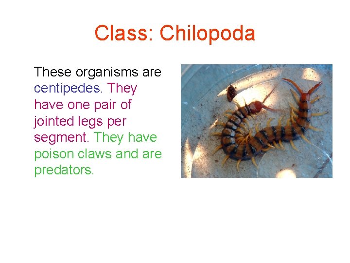 Class: Chilopoda These organisms are centipedes. They have one pair of jointed legs per