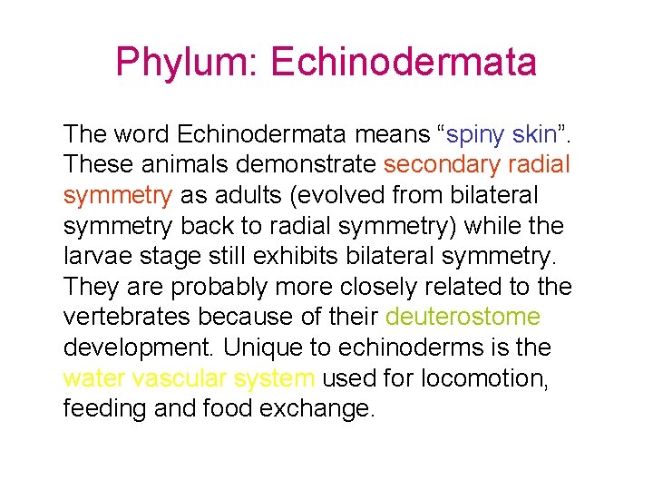 Phylum: Echinodermata The word Echinodermata means “spiny skin”. These animals demonstrate secondary radial symmetry