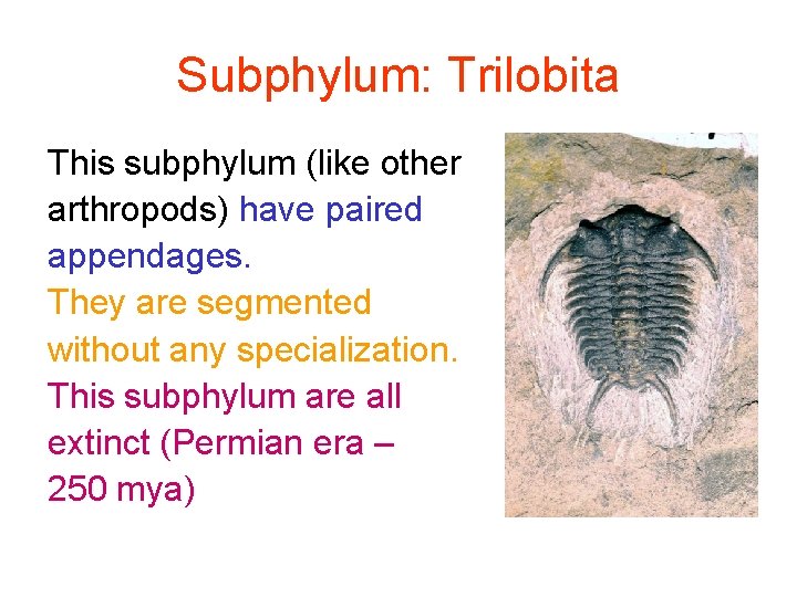 Subphylum: Trilobita This subphylum (like other arthropods) have paired appendages. They are segmented without