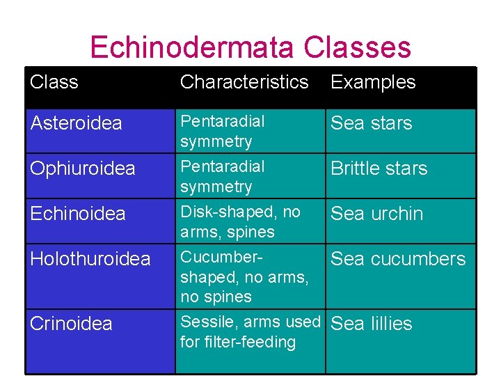 Echinodermata Classes Class Characteristics Examples Asteroidea Pentaradial symmetry Sea stars Ophiuroidea Pentaradial symmetry Brittle