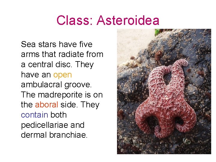Class: Asteroidea Sea stars have five arms that radiate from a central disc. They