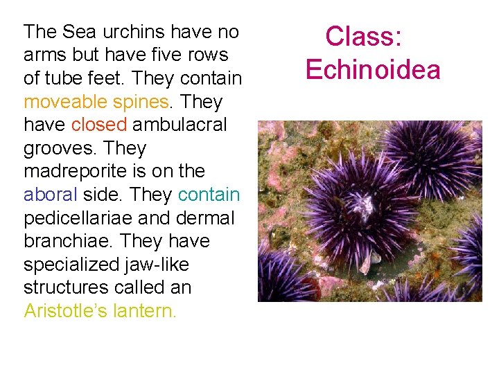 The Sea urchins have no arms but have five rows of tube feet. They