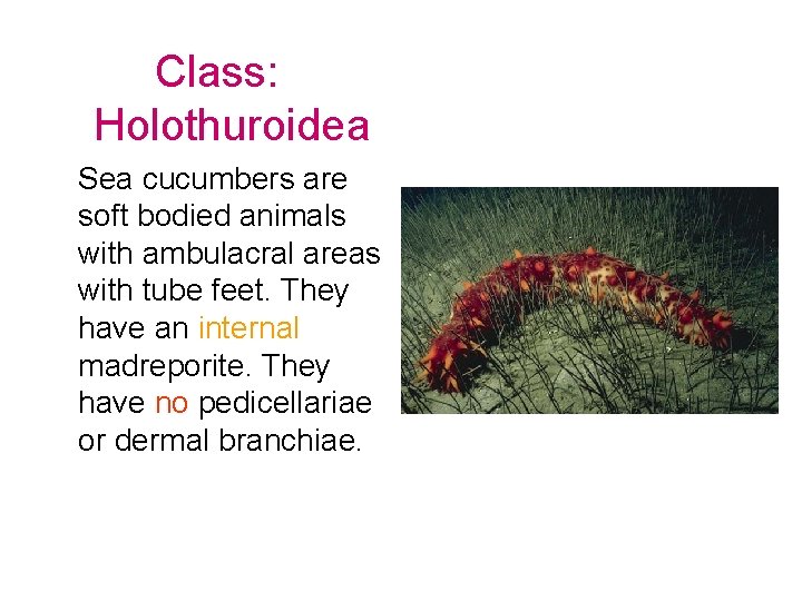 Class: Holothuroidea Sea cucumbers are soft bodied animals with ambulacral areas with tube feet.