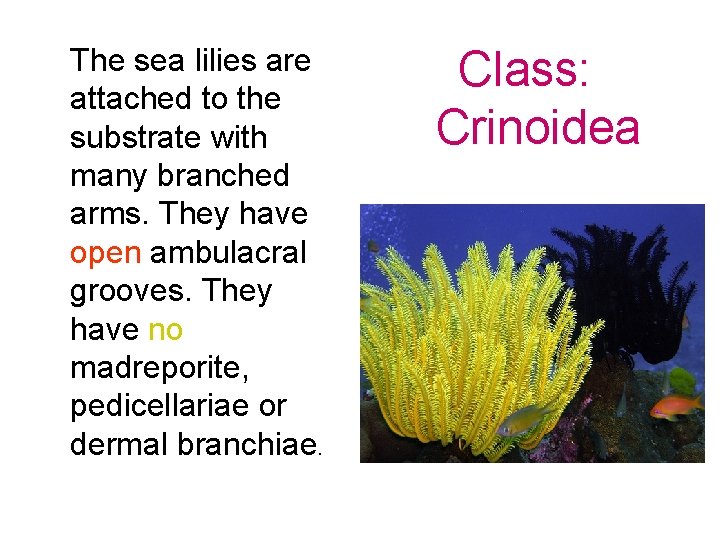 The sea lilies are attached to the substrate with many branched arms. They have