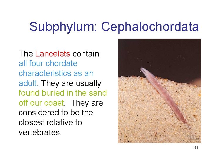 Subphylum: Cephalochordata The Lancelets contain all four chordate characteristics as an adult. They are