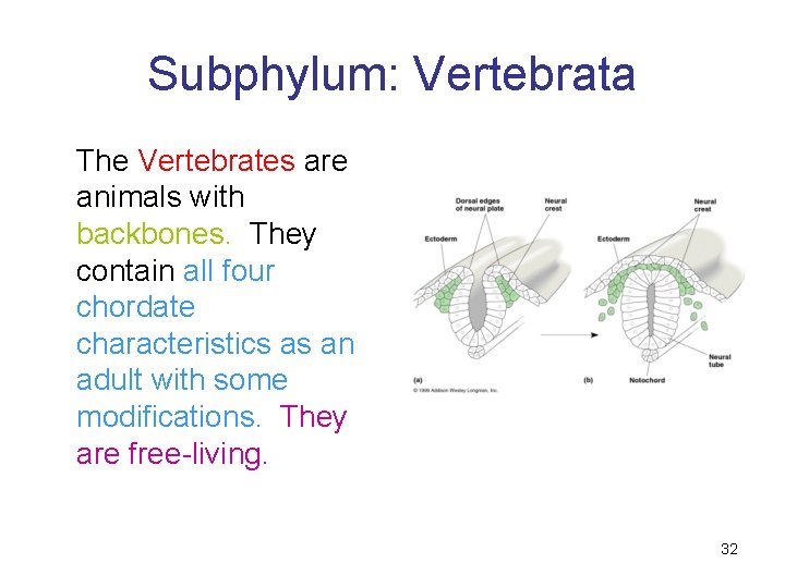 Subphylum: Vertebrata The Vertebrates are animals with backbones. They contain all four chordate characteristics