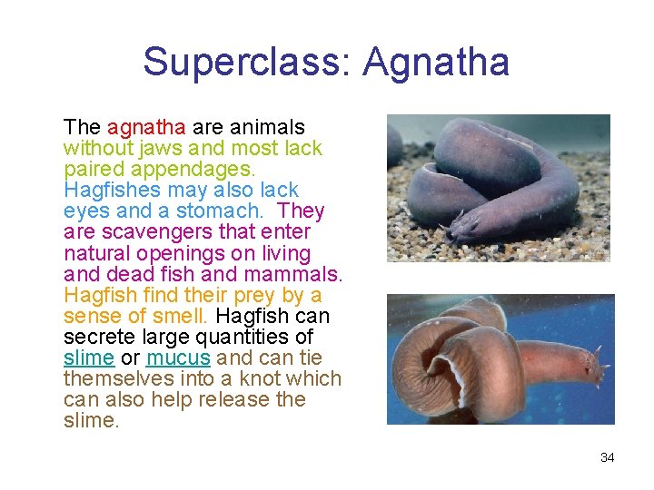 Superclass: Agnatha The agnatha are animals without jaws and most lack paired appendages. Hagfishes