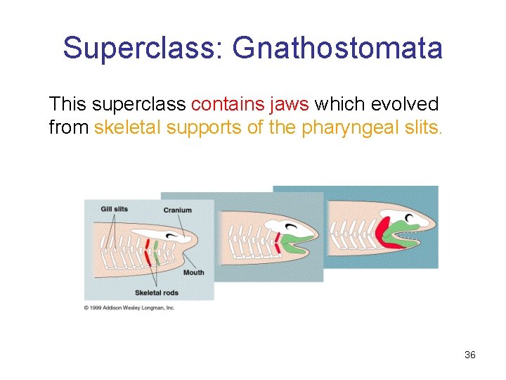 Superclass: Gnathostomata This superclass contains jaws which evolved from skeletal supports of the pharyngeal