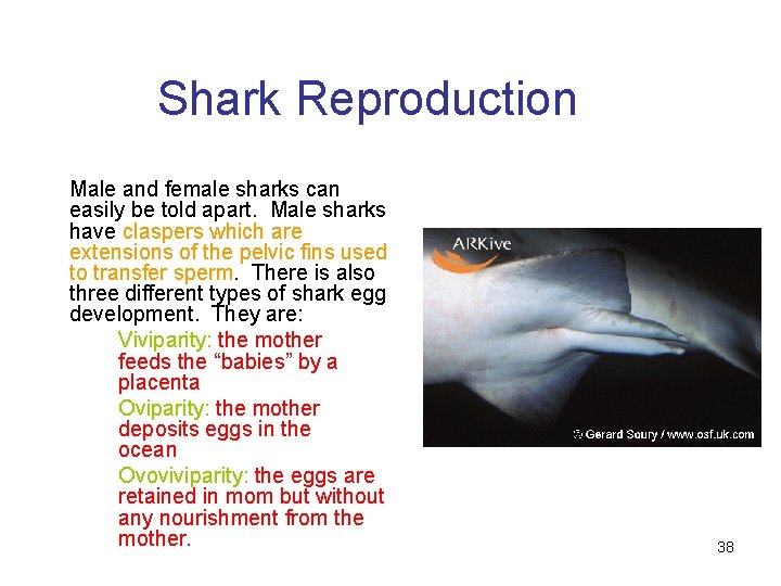 Shark Reproduction Male and female sharks can easily be told apart. Male sharks have