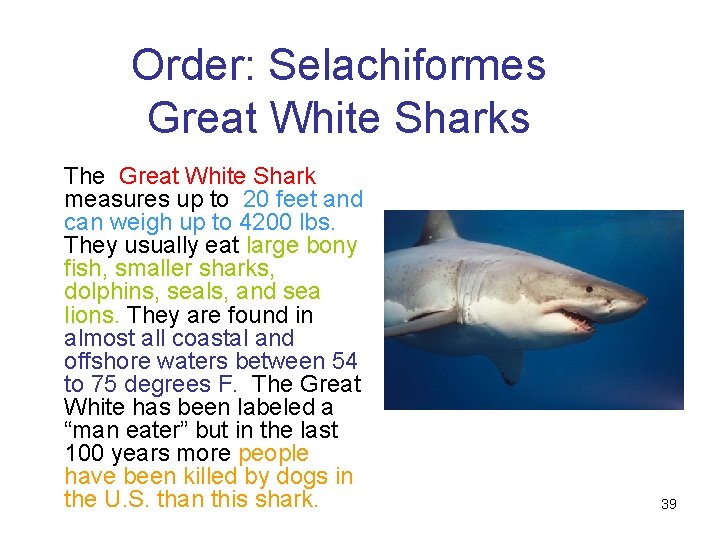 Order: Selachiformes Great White Sharks The Great White Shark measures up to 20 feet