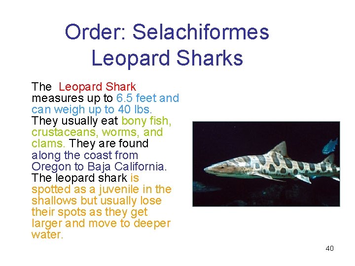 Order: Selachiformes Leopard Sharks The Leopard Shark measures up to 6. 5 feet and