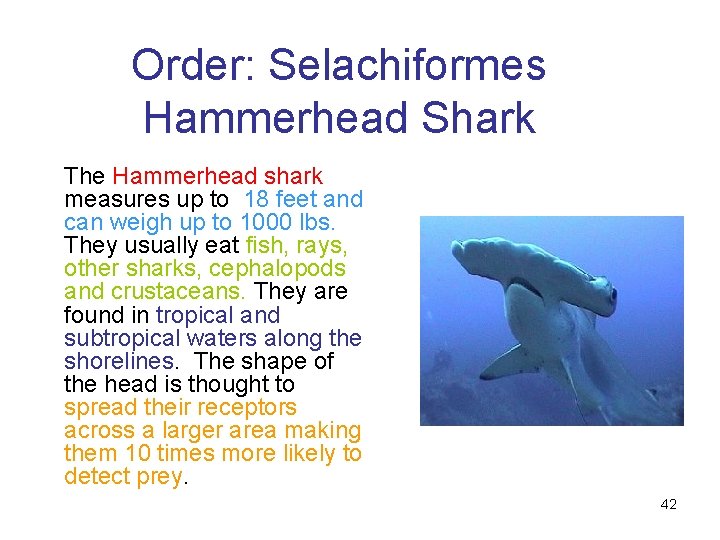Order: Selachiformes Hammerhead Shark The Hammerhead shark measures up to 18 feet and can