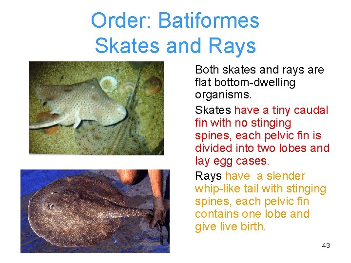 Order: Batiformes Skates and Rays Both skates and rays are flat bottom-dwelling organisms. Skates