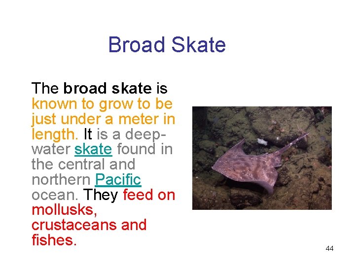 Broad Skate The broad skate is known to grow to be just under a