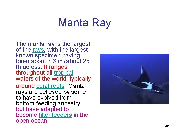 Manta Ray The manta ray is the largest of the rays, with the largest