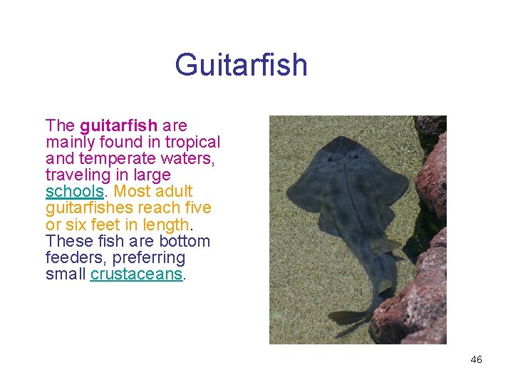 Guitarfish The guitarfish are mainly found in tropical and temperate waters, traveling in large