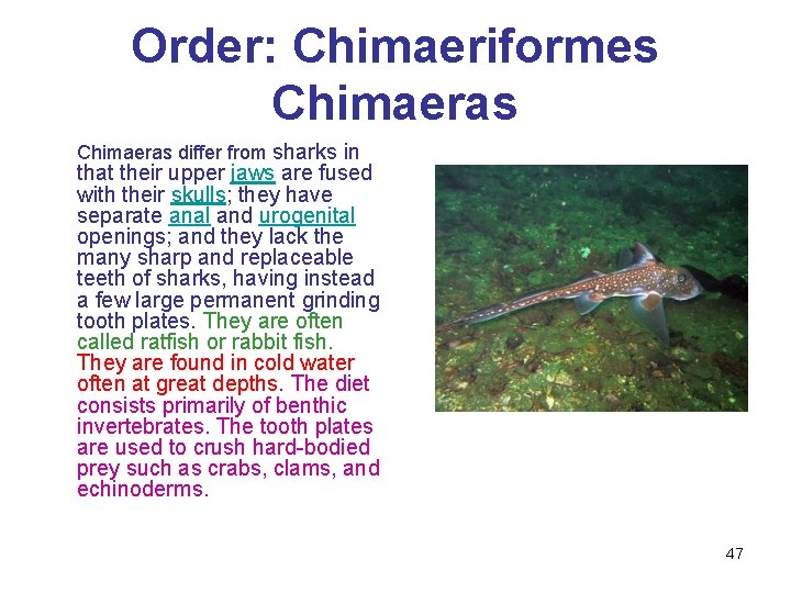 Order: Chimaeriformes Chimaeras differ from sharks in that their upper jaws are fused with
