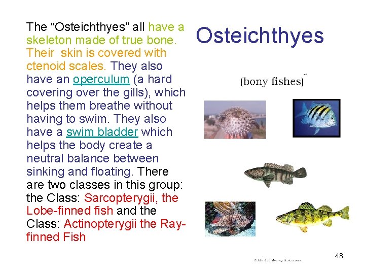 The “Osteichthyes” all have a skeleton made of true bone. Their skin is covered