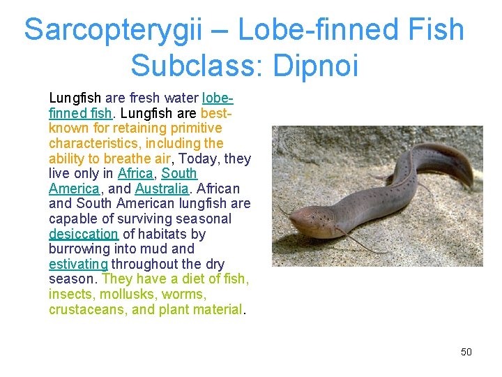 Sarcopterygii – Lobe-finned Fish Subclass: Dipnoi Lungfish are fresh water lobefinned fish. Lungfish are