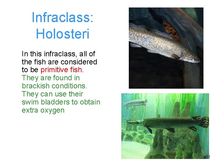 Infraclass: Holosteri In this infraclass, all of the fish are considered to be primitive