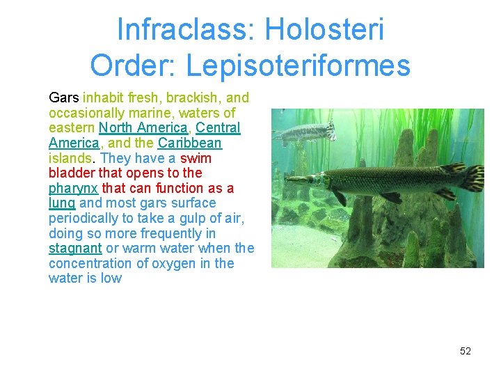 Infraclass: Holosteri Order: Lepisoteriformes Gars inhabit fresh, brackish, and occasionally marine, waters of eastern