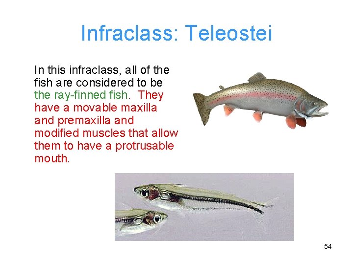 Infraclass: Teleostei In this infraclass, all of the fish are considered to be the