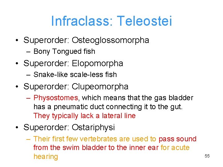 Infraclass: Teleostei • Superorder: Osteoglossomorpha – Bony Tongued fish • Superorder: Elopomorpha – Snake-like
