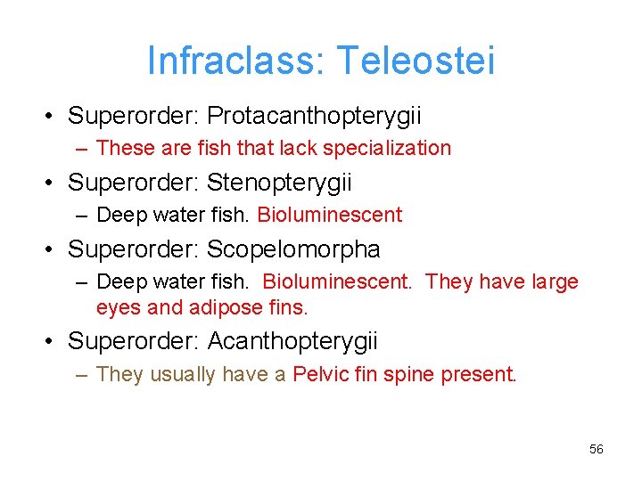 Infraclass: Teleostei • Superorder: Protacanthopterygii – These are fish that lack specialization • Superorder: