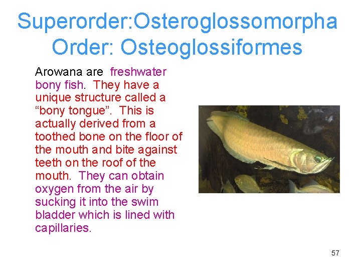 Superorder: Osteroglossomorpha Order: Osteoglossiformes Arowana are freshwater bony fish. They have a unique structure